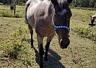 Slick - Gelding in Plain Dealing, LA Slick - Gelding in Plain Dealing, LA