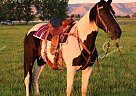 TK Lady Darlin - Mare in Grand Junction, CO TK Lady Darlin - Mare in Grand Junction, CO