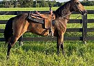 Shakin Daisy - Mare in Jeffersonville, KY Shakin Daisy - Mare in Jeffersonville, KY