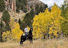 Huckleberry - Gelding in Black Forest, CO Huckleberry - Gelding in Black Forest, CO