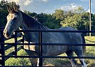 Tennessee Walking - Horse for Sale in Davidson, NC 28036
