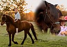 Draft - Horse for Sale in , AR 72601 Draft - Horse for Sale in , AR 72601