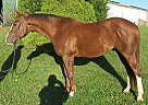 Yankee Doodle - Gelding in Plainwell, MI Yankee Doodle - Gelding in Plainwell, MI