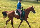 Experienced Trail Horse Roto Moto