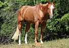 Quarter Horse - Horse for Sale in , TX 78045