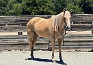 Quarter Horse - Horse for Sale in , TX 78045
