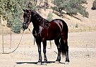 Friesian - Horse for Sale in , TX 78045