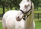 Quarter Horse - Horse for Sale in , TX 78045