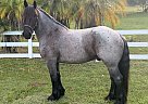 Percheron - Horse for Sale in , TX 78045