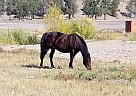 Quarter Horse - Horse for Sale in Prineville, OR 97754
