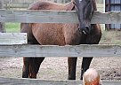 Beautiful Black RMH Mare Davina