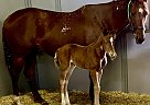 Thoroughbred - Horse for Sale in , CA 91201