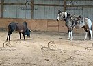 Chrome - Gelding in Owingsville, KY Chrome - Gelding in Owingsville, KY