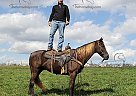 Toby - Gelding in Jamestown, KY Toby - Gelding in Jamestown, KY