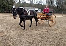 Missie - Mare in Wallace, SC Missie - Mare in Wallace, SC