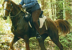 Tennessee Walking (Tennessee Walking, Gelding) in Piney Flats, TN