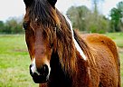 Racking Gelding for Sale in Alvin, Texas Racking Gelding for Sale in Alvin, Texas