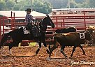 Sweet Pea - Mare in Gainesville, MO Sweet Pea - Mare in Gainesville, MO