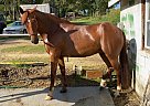 Mr. Bingley - Gelding in Titusville, PA Mr. Bingley - Gelding in Titusville, PA