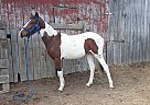 Tennessee Walking - Horse for Sale in Dunlap, TN 37327