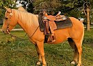 Salem - Gelding in Runnells, IA Salem - Gelding in Runnells, IA