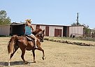 Missouri Fox Trotter - Horse for Sale in Sanger, TX 