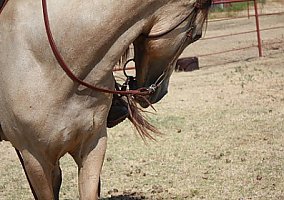 Missouri Fox Trotter (Missouri Fox Trotter, Stallion) in Sanger, TX