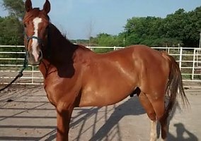 Pistal (Quarter Horse, 16 yrs) in Plainville, KS