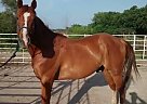 Quarter Horse - Horse for Sale in Plainville, KS 67663