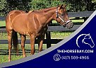 Quarter Horse - Horse for Sale in Bradenton, FL 34211