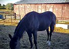 Quarter Horse - Horse for Sale in Roberts, ID 83444 Quarter Horse - Horse for Sale in Roberts, ID 83444