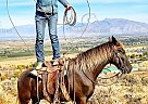 Thunder - Gelding in Payson, UT Thunder - Gelding in Payson, UT