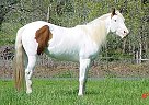 Paint - Horse for Sale in Gales Creek, OR 97117