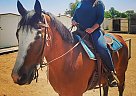 Bear - Gelding in Cerritos, CA Bear - Gelding in Cerritos, CA