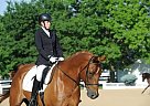 Other - Horse for Sale in Lexington, KY 40505 Other - Horse for Sale in Lexington, KY 40505