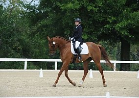 Thoroughbred (Thoroughbred, Gelding) in Lexington, KY