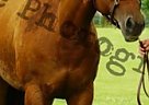 Quarter Horse Goodn Plenty Karen