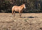Red dun Mare Skip