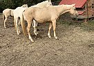 2 Year old Oats