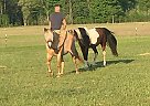 Project Horse Maxwell
