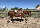 Quarter Horse - Horse for Sale in Falcon, CO 80831