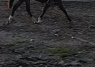 3 Year old 13.1hh reg QH Alada