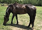 Companion/Retirement Morgan Mare Fudgie