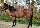 Digger - Gelding in Sebeka, MN Digger - Gelding in Sebeka, MN