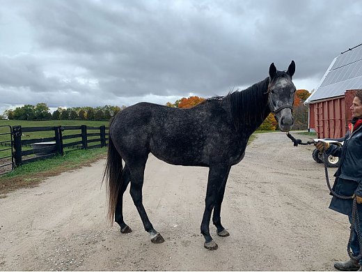 Grey 5 yr old Mare