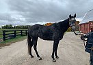 Thoroughbred - Horse for Sale in King City, ON L7B 1A3