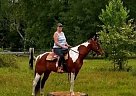 Paint - Horse for Sale in Cairo, GA 39828 Paint - Horse for Sale in Cairo, GA 39828