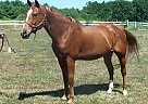 See Joseph Zip - Gelding in Hammondsport, NY See Joseph Zip - Gelding in Hammondsport, NY