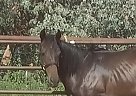 Thoroughbred - Horse for Sale in Milan, NM 87021