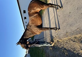 Thoroughbred (Thoroughbred, Mare) in Altoona, IA
